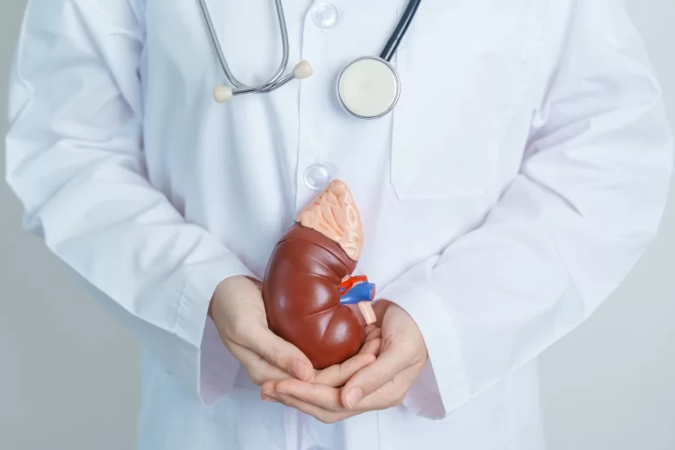 doctor holding fake kidney